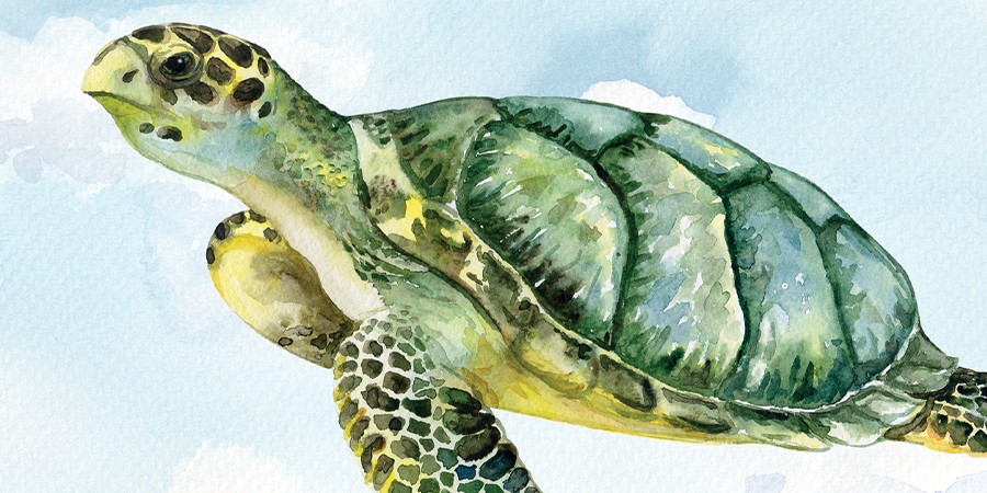 Watercolor image of a sea turtle with blue watercolor background.